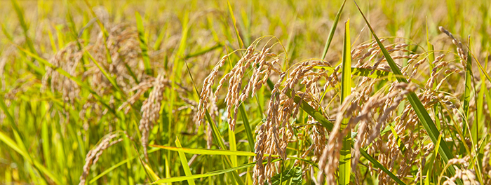 《つくり手ファイル》エタノールでみんなをつなぐ／FERMENSTATION酒井里奈さん