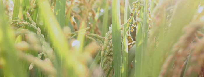 《SHOP EVENT NEWS》二子玉川 shed／ひかり農園 写真展