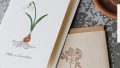 《木曜日のエッセイ》vol.6 身近な植物を紙の上に咲かせるbotaniko press