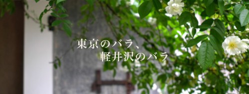 東京のバラ、軽井沢のバラ